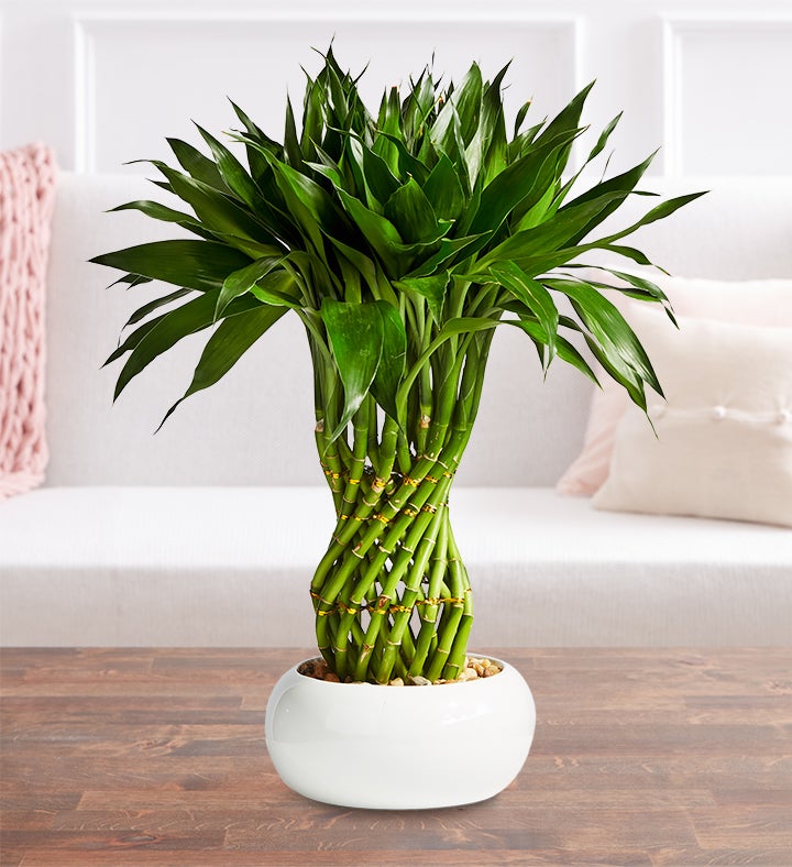 Lucky Bamboo Braided Pineapple